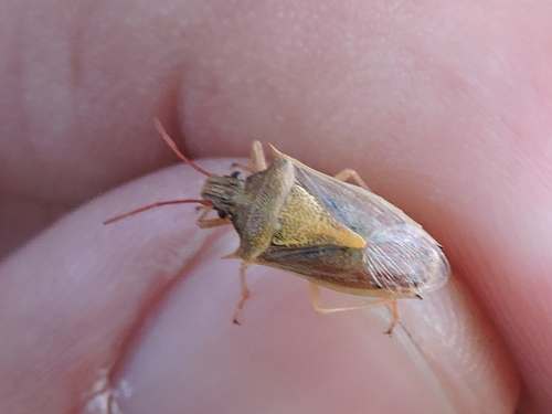 Rice stink bug