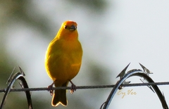 Sicalis flaveola