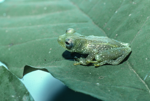 smooth egg-guarding frog