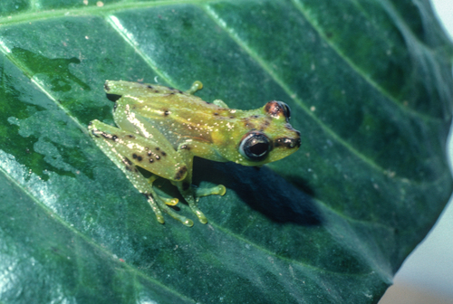 Smooth Egg-guarding Frog