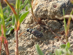 Cicindela oregona oregona