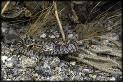 Trimorphodon lyrophanes