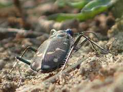 Cicindela oregona oregona