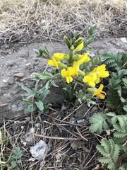 Thermopsis lanceolata