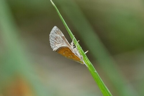 Xanthophysa psychicalis photo 3
