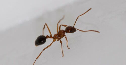 Megalomyrmex milenaeMegalomyrmex milenae