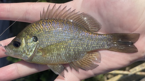 Bluegill × Redear Sunfish