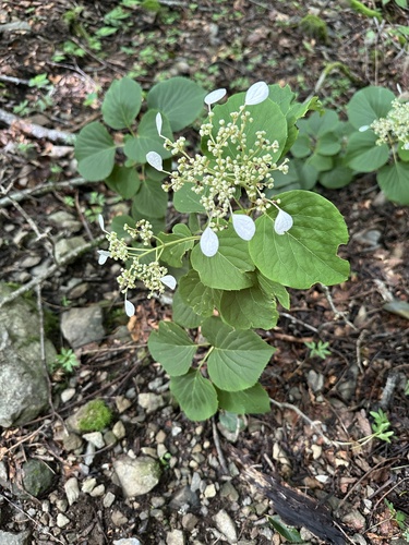 Hydrangea hydrangeoides
