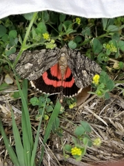 Catocala coccinata