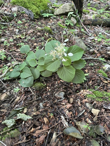 Hydrangea hydrangeoides, photograph 1