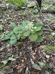 Hydrangea hydrangeoides, photograph 岸本年郎, CC BY, iNaturalist via GBIF