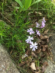 Phlox subulata