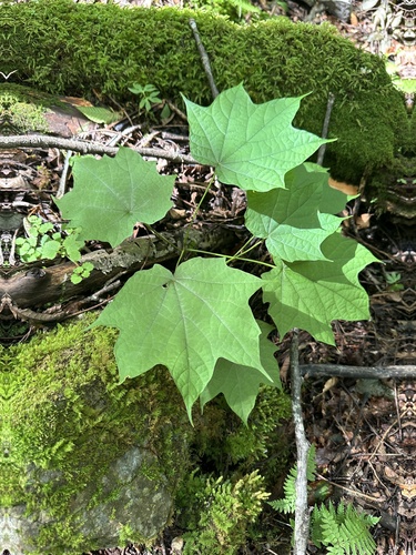 Alangium platanifolium