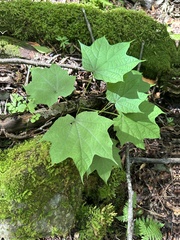 Alangium platanifolium