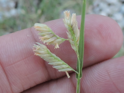 Bouteloua dactyloides
