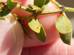 Asphondylia silicula