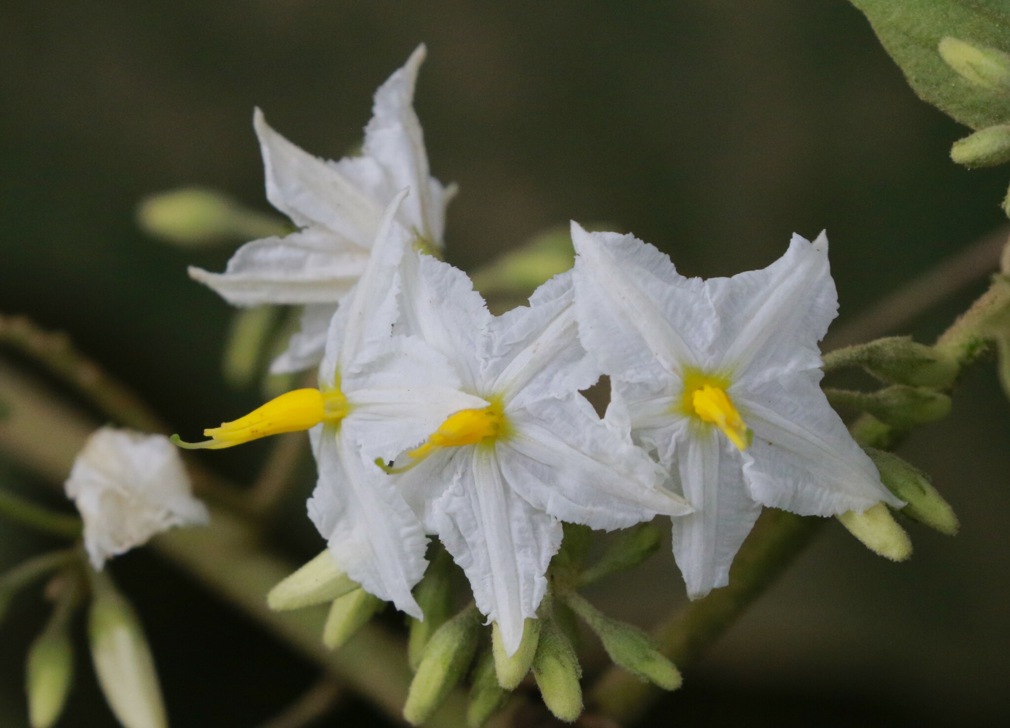 Solanum torvum