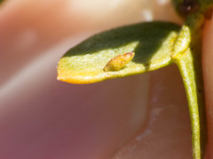 Asphondylia silicula
