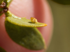 Asphondylia silicula