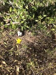 Callipepla californica