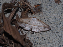 Nadagara vigaia