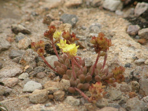 Sedum oteroi
