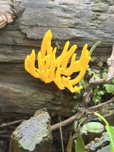 Calocera viscosa