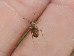 Taedia