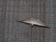 Nadagara vigaia