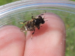 Copestylum tamaulipanum