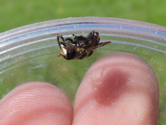 Copestylum tamaulipanum