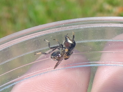 Copestylum tamaulipanum