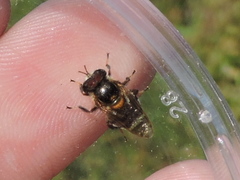 Copestylum tamaulipanum