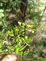 Everistia vacciniifolia nervosa