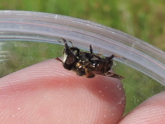 Copestylum tamaulipanum