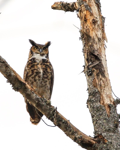 Great Horned Owl photographed in North Carolina