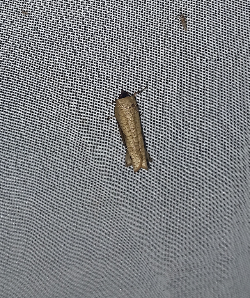 Anacrusis piriferana