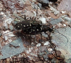 Cicindela sedecimpunctata