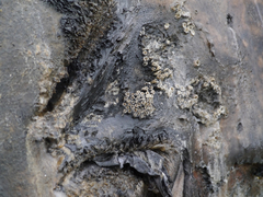 Cryptolepas rhachianecti