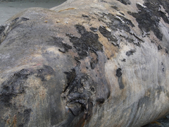 Cryptolepas rhachianecti