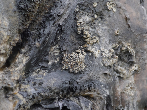 Tubicinella major