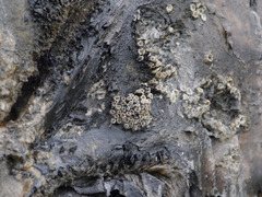 Cryptolepas rhachianecti