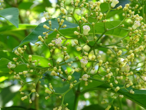 Image of Palicourea pubescens by (c) Alexis López Hernández, some rights reserved (CC BY)