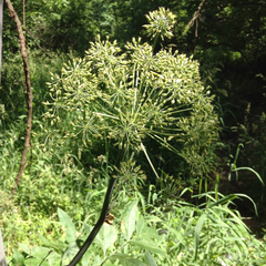 Angelica atropurpurea