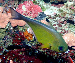Pempheris vanicolensis