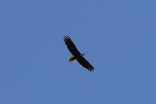 iNaturalist observation photo of Bald Eagle