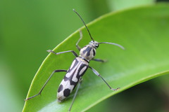 Chlorophorus annularis