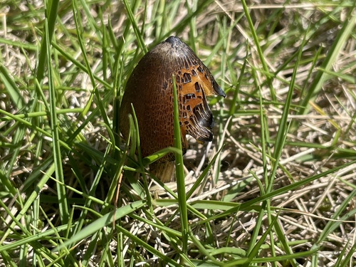 観察された菌類