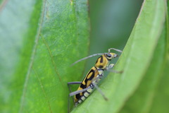 Chlorophorus annularis