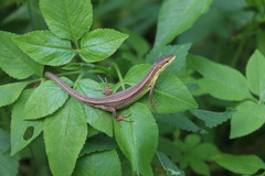 Takydromus stejnegeri